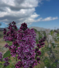 Load image into Gallery viewer, Fourth Street Farm Box - PICK UP AT FARMERS MARKET 10am-12pm