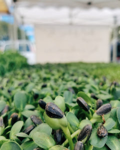 Sunday Micro Greens Box - Seeds of Xanxadu - Long Beach Marina - 11am - 1pm Pick-up
